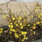 jasmin-nagokwiatowy-p9-c1-rodzaj-rosliny-inny