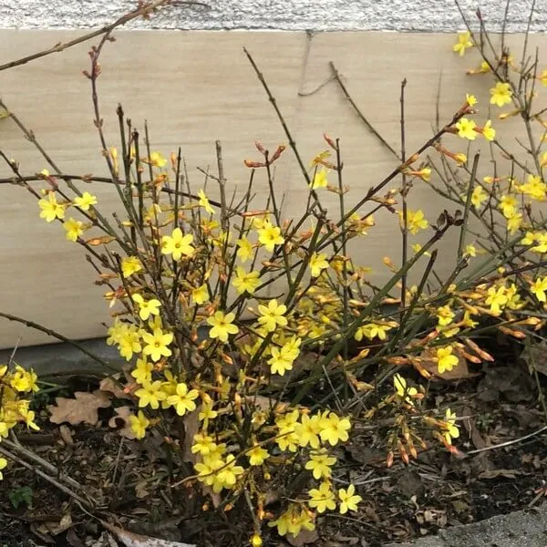 jasmin-nagokwiatowy-p9-c1-rodzaj-rosliny-inny