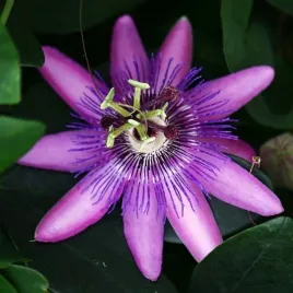 passiflora-meczennica-lavender-lady-p9-c1