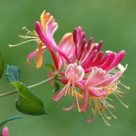 wiciokrzew-american-beauty-p9-c1