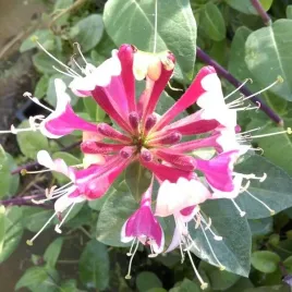 wiciokrzew-hekrotta-pachnacy-sadzonka-w-pojemniku-4l