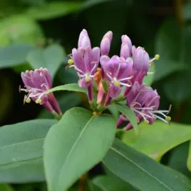 wiciokrzew-henryiego-zimozielony-p9-c1