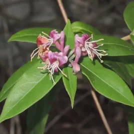 wiciokrzew-henryiego-zimozielony-sadzonka-w-pojemniku-2l