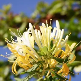 wiciokrzew-japonski-halliana-polzimozielony-pachnacy-p9-c1