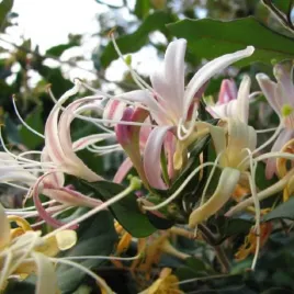 wiciokrzew-japonski-purpurea-pachnacy-sadzonka-w-pojemniku-2l