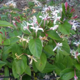 wiciokrzew-japonski-purpurea-pachnacy-sadzonka-w-pojemniku-4l