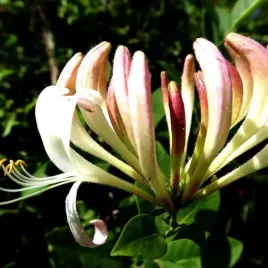 wiciokrzew-pomorski-pachnacy-p9-c1