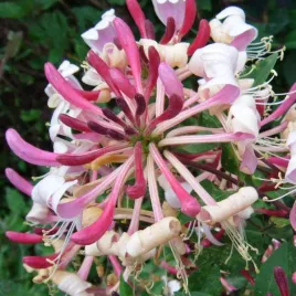 wiciokrzew-pomorski-serotina-pachnacy-p9-c1