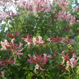 wiciokrzew-pomorski-serotina-pachnacy-sadzonka-w-pojemniku-4l