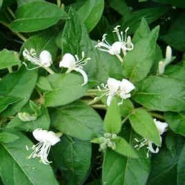 wiciokrzew-zaostrzony-zimozielony-p9-c1