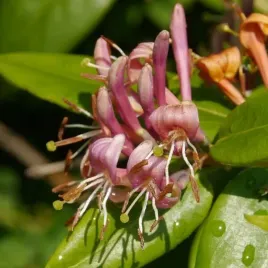 wiciokrzew-hekrotta-pachnacy-sadzonka-w-pojemniku-2l