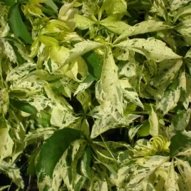 winobluszcz-star-showers-piecioklapowy-sadzonka-w-pojemniku-2l