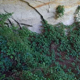 winobluszcz-zaroslowy-sadzonka-w-pojemniku-2l