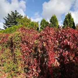 winobluszcz-zaroslowy-p9-c1