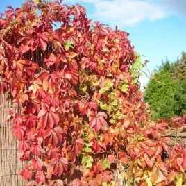 winobluszcz-murorum-piecioklapowy-p9-c1