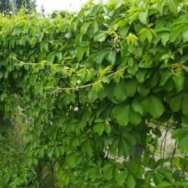 winobluszcz-piecioklapowy-troki-p9-c1