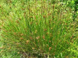 trawa-ozdobna-wiecznie-zielona-sadzonka-ozdoba-ogrodu-sit-rozpierzchly-doni