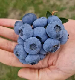 borowka-amerykanska-liberty-pozna-od-elliot-wybitna-sadzonka-plenna-jedrna