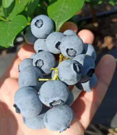 borowka-draper-wczesna-od-duke-sadzonka-amerykanska-wyjatkowe-obfite-zbiory