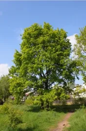 dab-szypulkowy-sadzonka-dlugowieczne-drzewo-ozdobne-krol-polskich-lasow