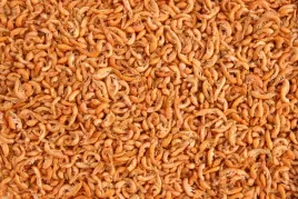 glopex-kielz-syberyjski-100g-dla-zolwia-ryb-pokarm