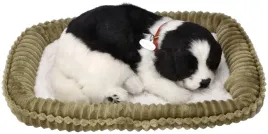 border-collie-szczeniaczek-oddychajacy-do-adopcji