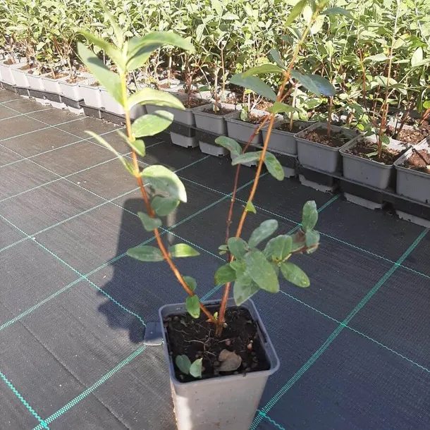 jagoda-kamczacka-lori-p9-c1-producent-inna