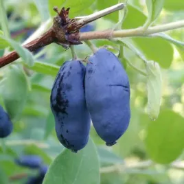 jagoda-kamczacka-wojtek-sadzonka-w-pojemniku-2l