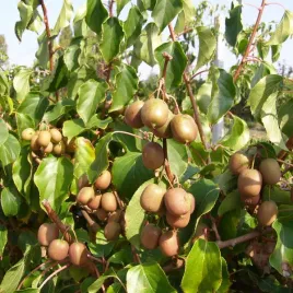 kiwi-aktinidia-geneva-ostrolistna-p9-c1