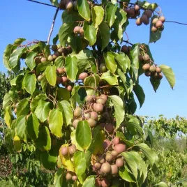 kiwi-aktinidia-dr-szymanowski-pstrolistna-p9-c1