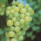 winorosl-aurora-p9-c1-rodzaj-rosliny-winorosl