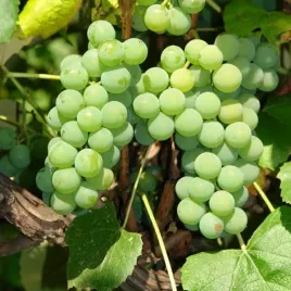 winorosl-ontario-mrozoodporna-p9-c1