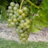 winorosl-seyval-blanc-p9-c1-rodzaj-rosliny-winorosl