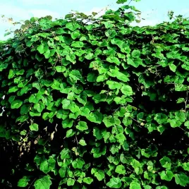 winorosl-vitis-riparia-pachnaca-p9-c1