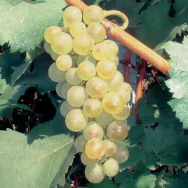winorosl-aurora-sadzonka-w-pojemniku-2l