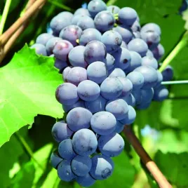 winorosl-agat-donski-sadzonka-w-pojemniku-2l