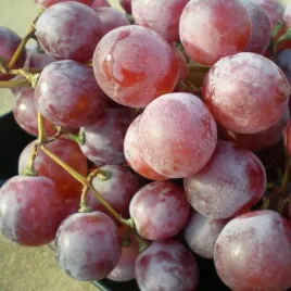 winorosl-swenson-red-mrozoodporna-sadzonka-w-pojemniku-2l