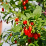 jagoda-goji-big-berry-p9-c1