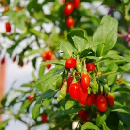 jagoda-goji-big-berry-p9-c1