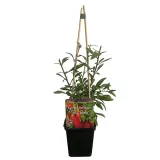 jagoda-goji-big-berry-p9-c1-rodzaj-rosliny-borowki-i-jagody