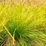 kostrzewa-walberla-p9-c1-producent-inna