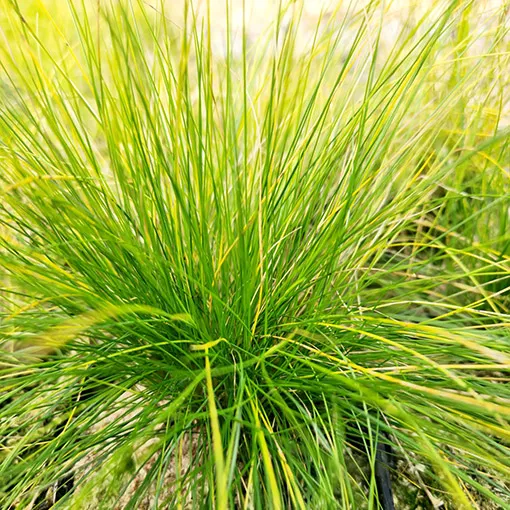 kostrzewa-walberla-p9-c1-producent-inna