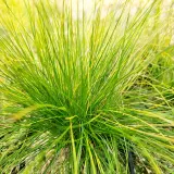 kostrzewa-walberla-p9-c1-producent-inna