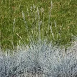kostrzewa-sina-elijah-blue-p9-c1-producent-inna