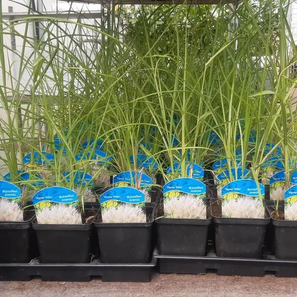 kostrzewa-sina-elijah-blue-p9-c1-nazwa-lacinska-festuca-glauca