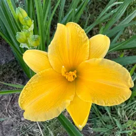 liliowiec-stella-de-oro-poj-2l