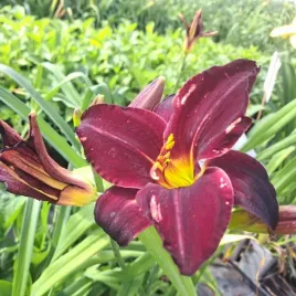 liliowiec-daylily-dark-passion-poj-2l