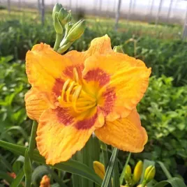 liliowiec-daylily-orange-sensation-poj-2l