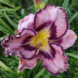 liliowiec-daylily-romantic-breeze-poj-2l