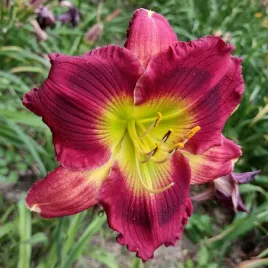 liliowiec-daylily-red-east-poj-2l
